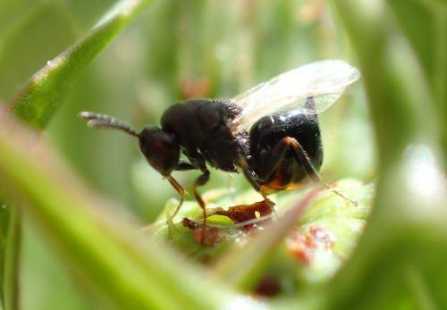 Réf. 270 736 : Eurytominae inconnu